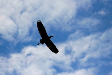 shutterstock_96109826