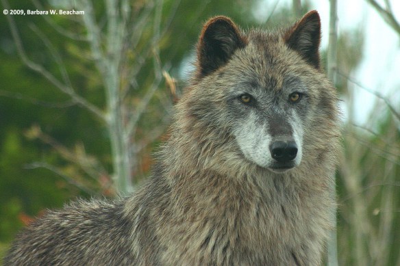 2015-01-26-bw-beacham