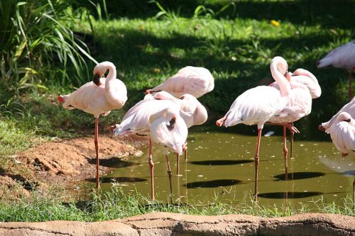 American Flamingos. Commons: Attribution Cliff from Arlington, Virginia, USA.