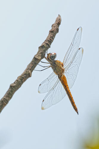 shutterstock_112399145