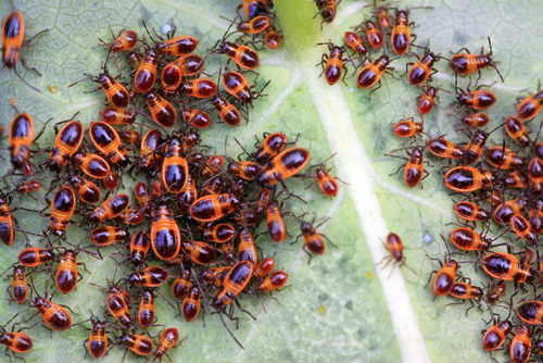 Stinkbug lava on grass