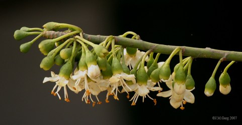 Kapok_flowers_I_IMG_2377