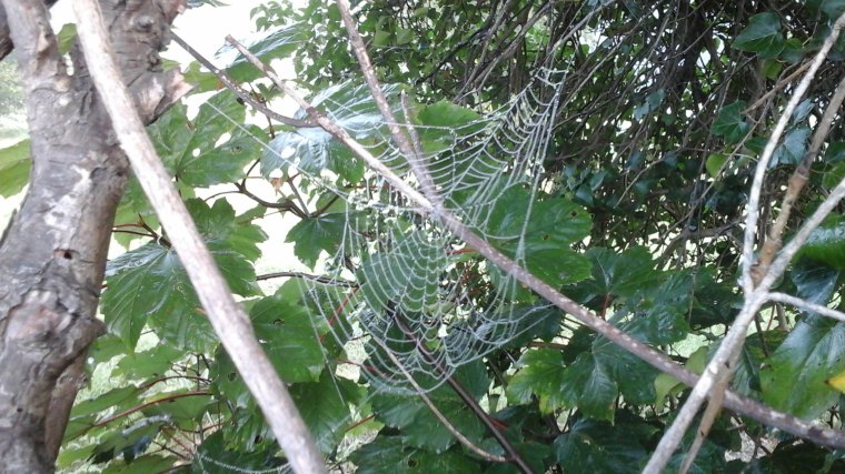 008 Spider' webs 1