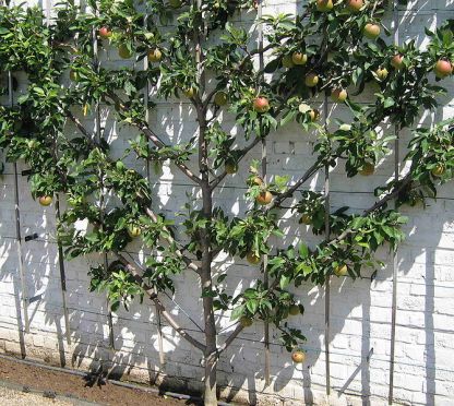 Espaliered fruit tree at Gaaskeek. Author: KVDB. Public Domain