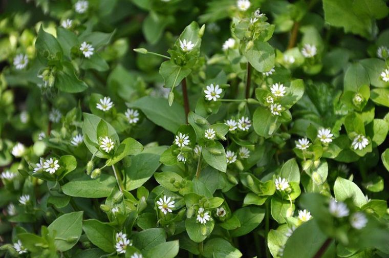 Stellaria Media Common Chickweed. Author: Lazaregadnizda. Wikimedia Commons