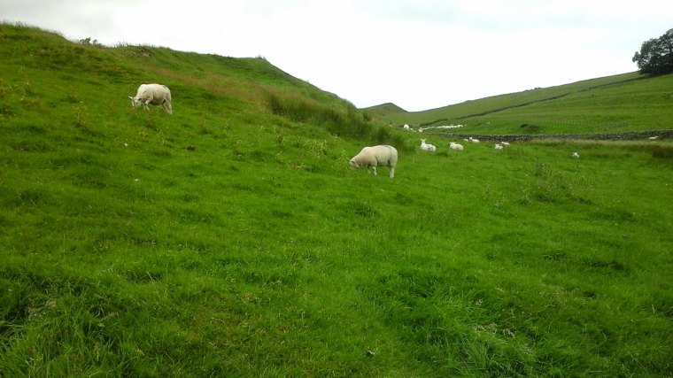 Sheep around Hadrian's Wall