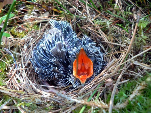Cuckoo Chick