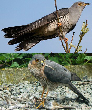 Euopean Cuckoo and Sparrowhawk