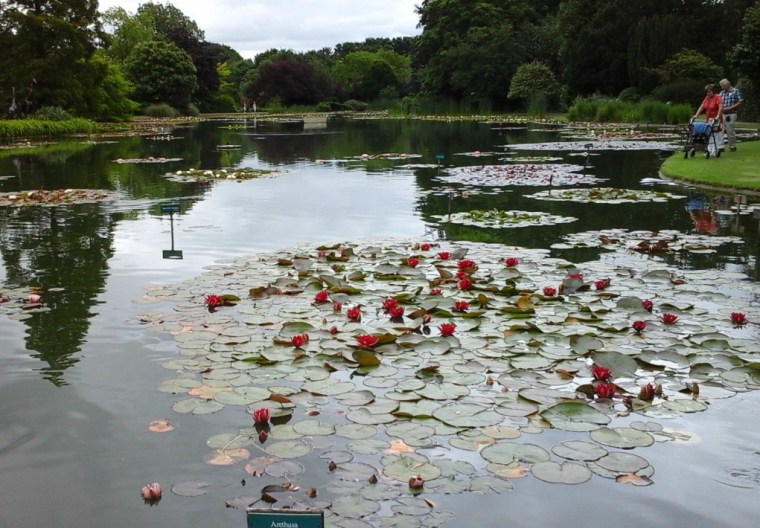 lake-and-water-lilies-3-july