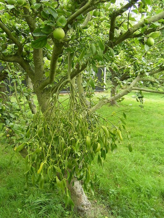 European Mistletoe on an apple tree in Essex, England. Author: Chilepine. Public Domain
