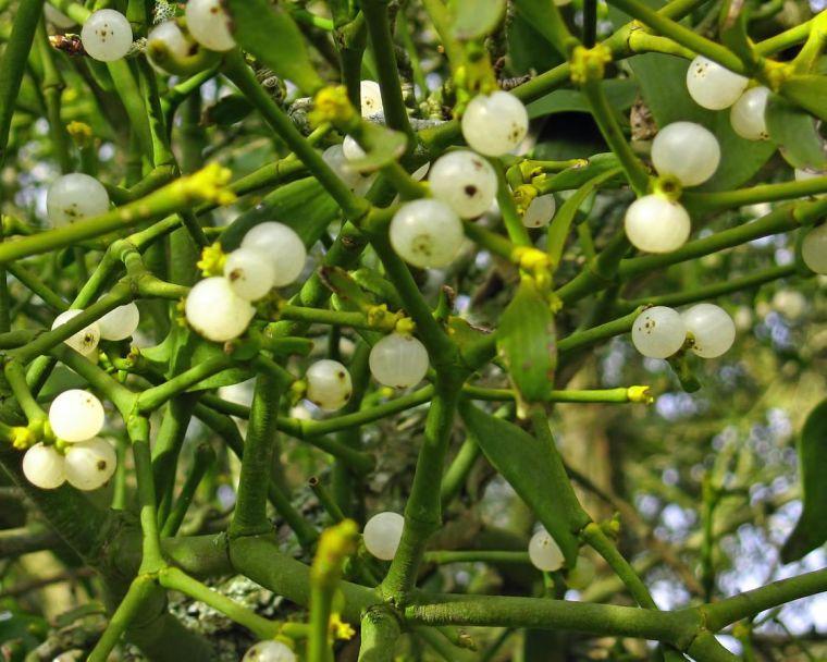 mistletoe_berries_uk