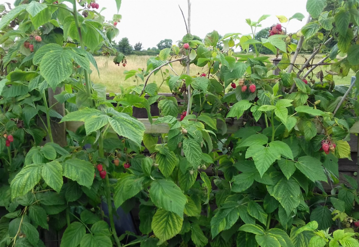 Old Cane Raspberry Raspberry canes 2 – Millie Thom