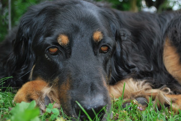 dog-face-2687664_1920